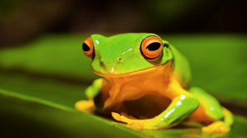 Frog Wp 03