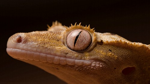 Gecko Wp 01