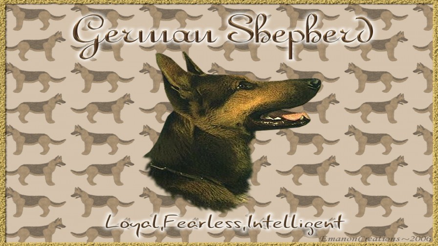 German Shepherd Wp