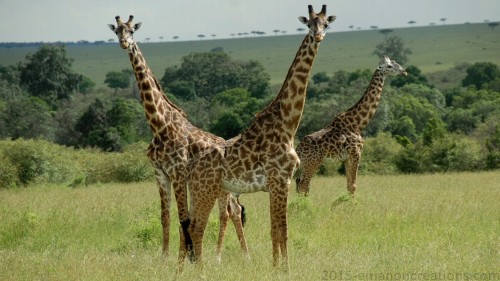 Giraffe Wp 03