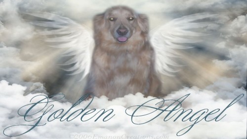 Golden Angel Wp