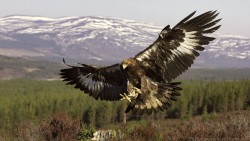 Golden Eagle Wp 03