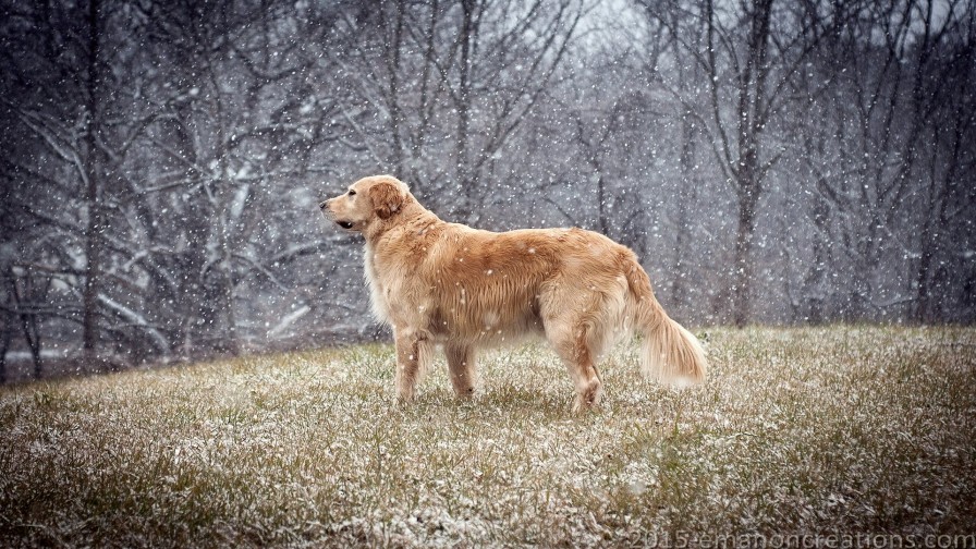 Golden Retriever Wp 01