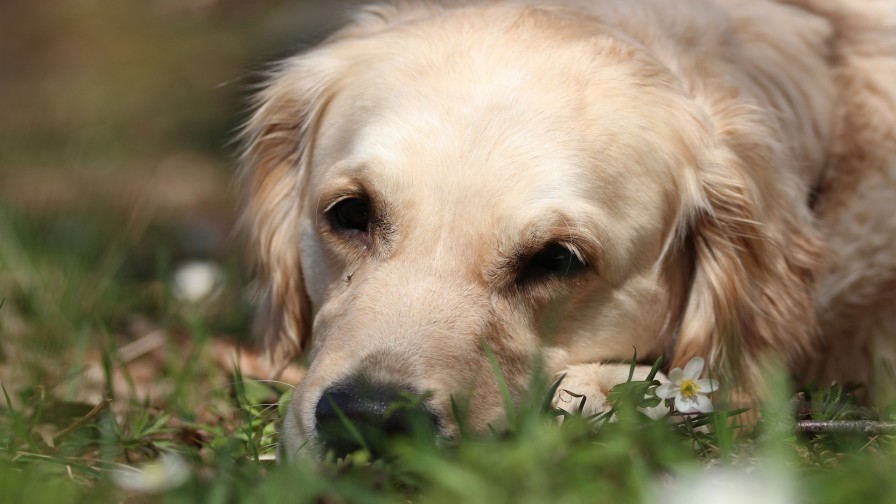 Golden Retriever Wp 03