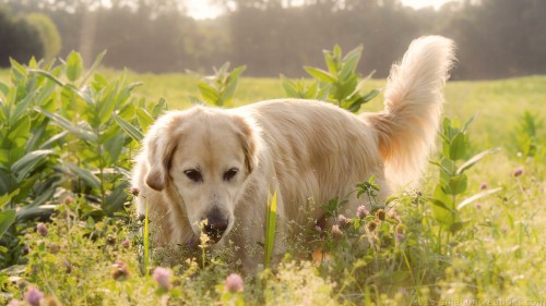 Golden Retriever Wp 05