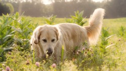 Golden Retriever Wp 05