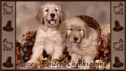 Golden Thanksgiving Hd Wp