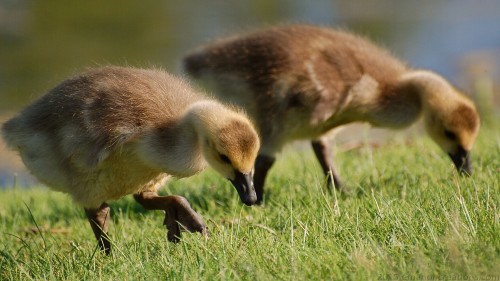 Gosling Wp 01