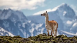 Guanaco Wp 01