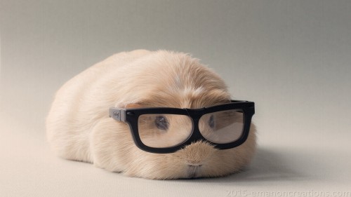 Guinea Pig Wp 01