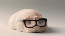 Guinea Pig Wp 01