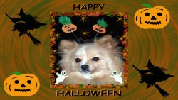 Halloween Pom Wp