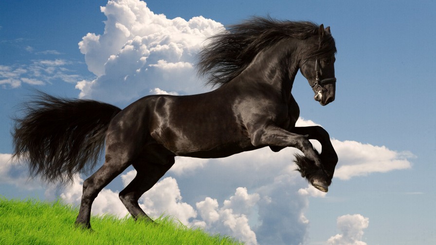 Horse Wp 01