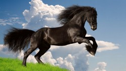 Horse Wp 01