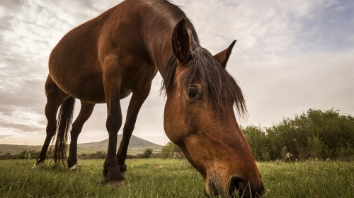 Horse Wp 13
