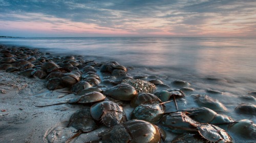 Horseshoe Crab Wp 01