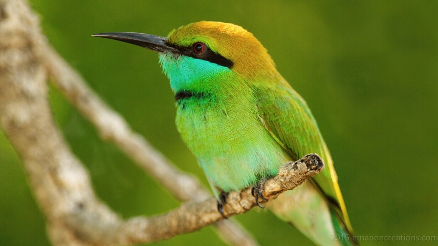 Humming Bird Wp 01