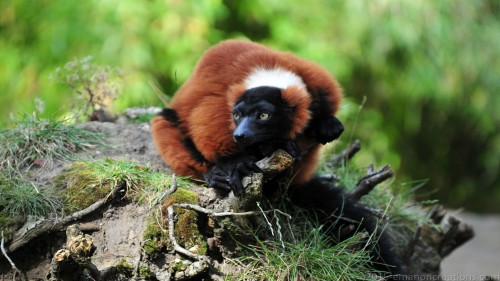 Lemur Wp 03