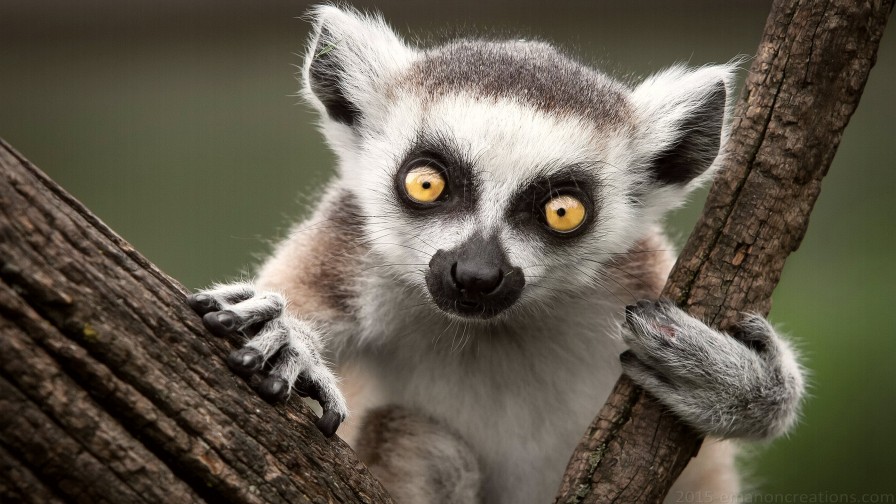 Lemur Wp 05