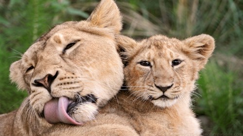 Lion Wp 08