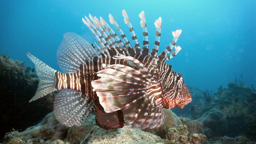 Lionfish Wp 01