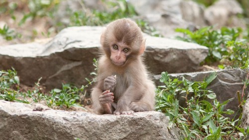 Macaque Monkey Wp 04