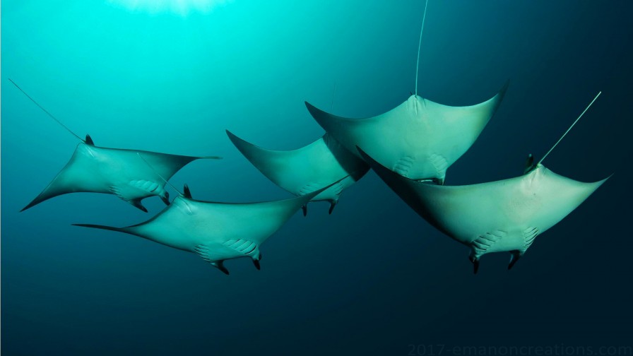 Manta Rays Wp 01