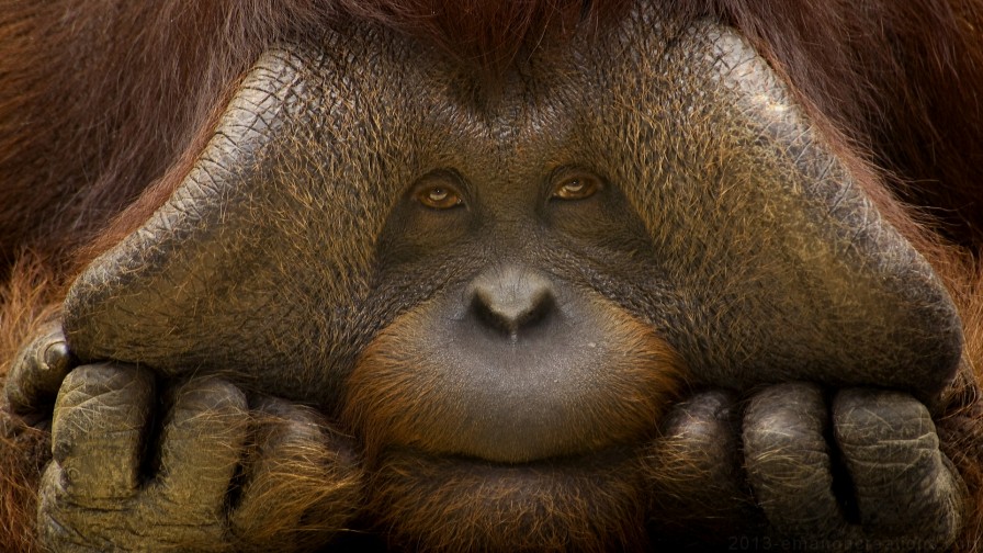 Orangutan Wp 01