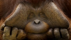 Orangutan Wp 01