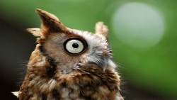 Owl Wp 01