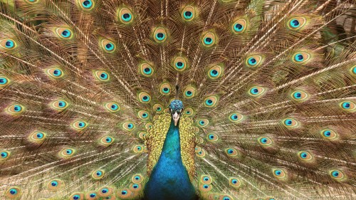 Peafowl Wp 01