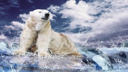 Polar Bear Wp 03