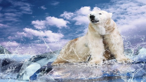 Polar Bear Wp 04