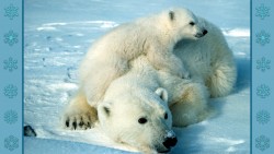 Polar Bears Hd Wp