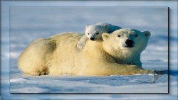 Polar Bears Wp