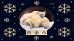 Polarbears Wp