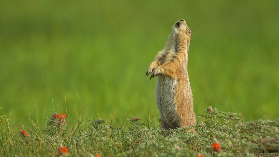 Prairie Dog Wp 01