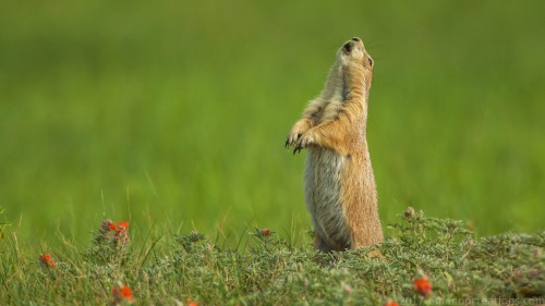 Prairie Dog Wp 01