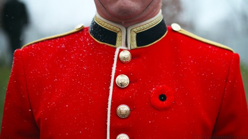 Queens Guard Poppy