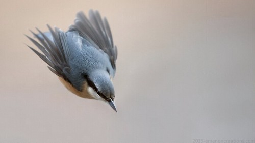 Red Breasted Nuthatch Wp 01