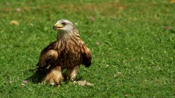 Red Kite Wp 01