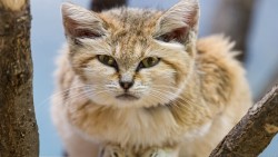 Sand Cat Wp 01