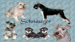 Schnauzer Wp