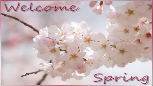 Springblossom Wp