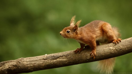 Squirrel Wp 02