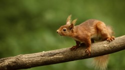 Squirrel Wp 02