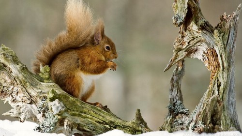 Squirrel Wp 05