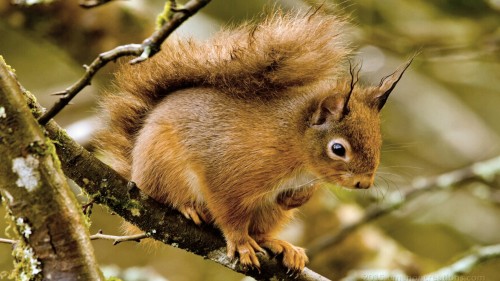 Squirrel Wp 08