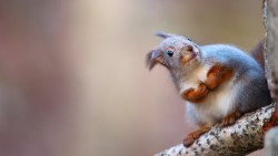 Squirrel Wp 12
