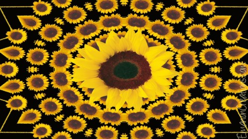 Sunflowerburst Wp